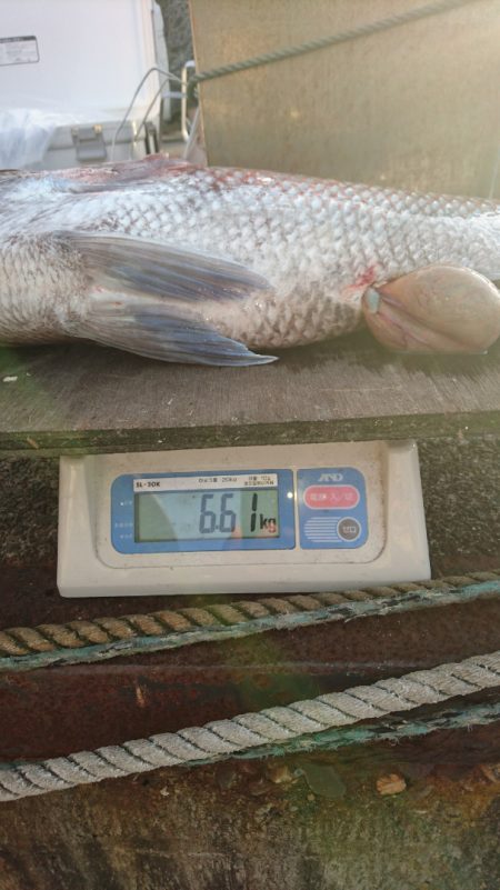 ARCADIAⅡ (アルカディアⅡ) 釣果