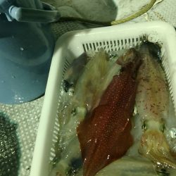 LUSTER『ラスター』 釣果