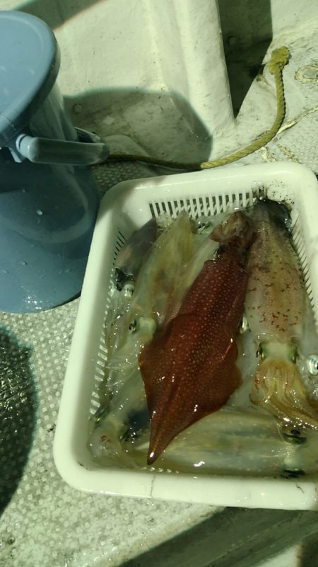 LUSTER『ラスター』 釣果