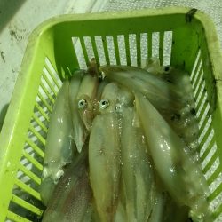 LUSTER『ラスター』 釣果