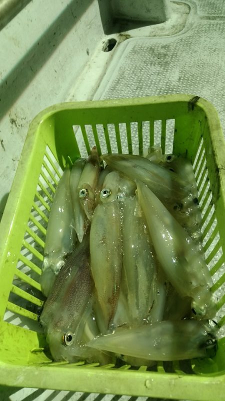 LUSTER『ラスター』 釣果