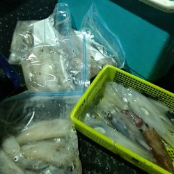 LUSTER『ラスター』 釣果