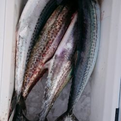 海龍丸（石川） 釣果