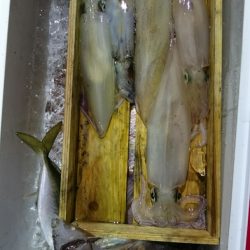 海龍丸（石川） 釣果