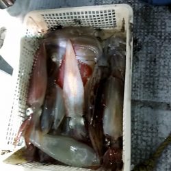 LUSTER『ラスター』 釣果