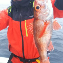 ブルドック 釣果