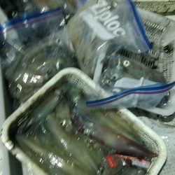 LUSTER『ラスター』 釣果