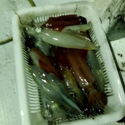 LUSTER『ラスター』 釣果