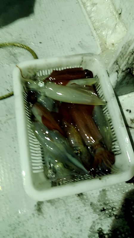 LUSTER『ラスター』 釣果