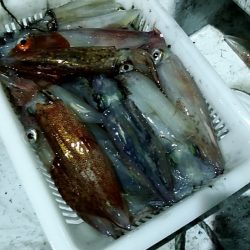 LUSTER『ラスター』 釣果