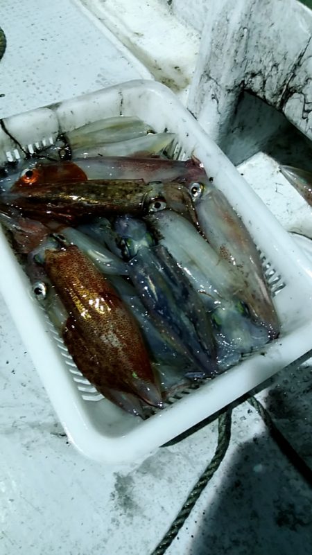 LUSTER『ラスター』 釣果