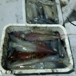 LUSTER『ラスター』 釣果