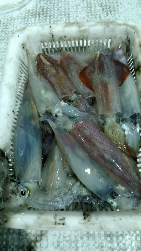 LUSTER『ラスター』 釣果