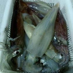 LUSTER『ラスター』 釣果