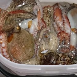 遊漁船 家入 釣果