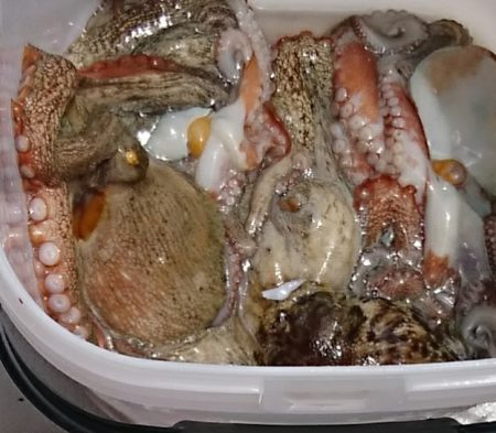 遊漁船 家入 釣果