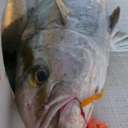 遊漁船 家入 釣果