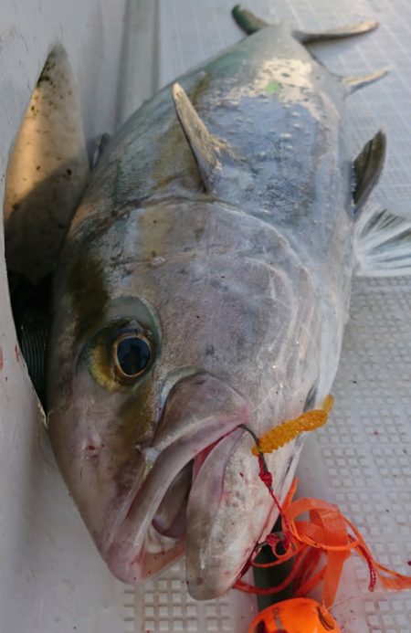 遊漁船 家入 釣果