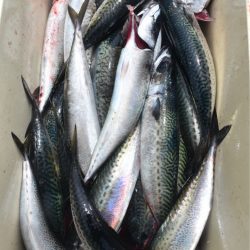 渡船屋たにぐち 釣果