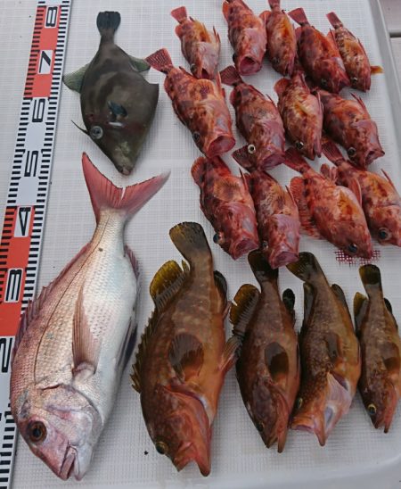 遊漁船　家入 釣果