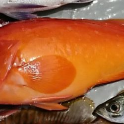 遊漁船 家入 釣果