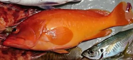 遊漁船 家入 釣果