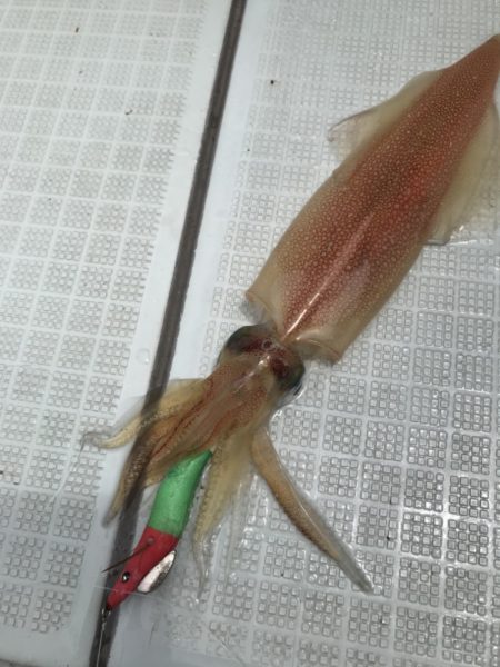 アマテラス 釣果