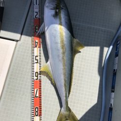 アマテラス 釣果