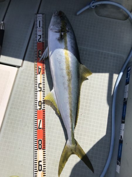 アマテラス 釣果