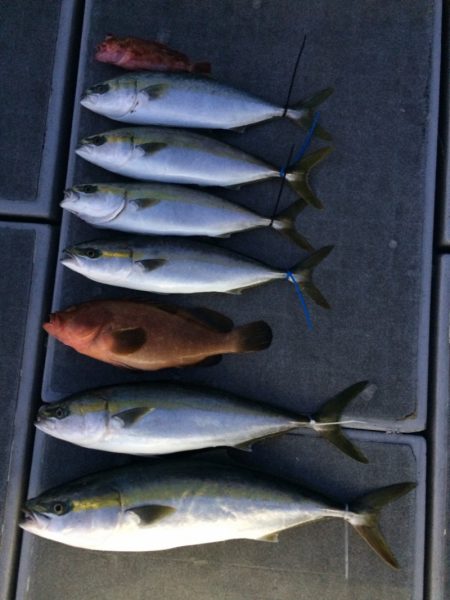 SeaRide(シーライド) 釣果