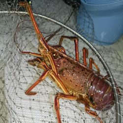 エンペラー 釣果