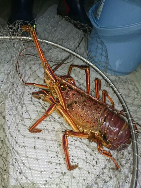 エンペラー 釣果