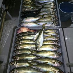 エンペラー 釣果