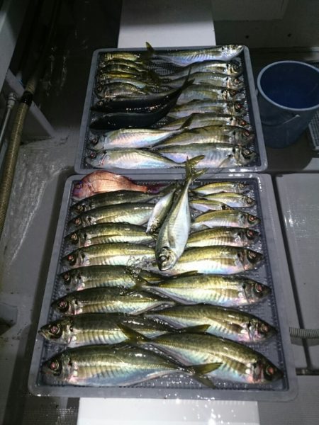 エンペラー 釣果