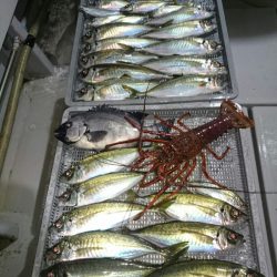 エンペラー 釣果