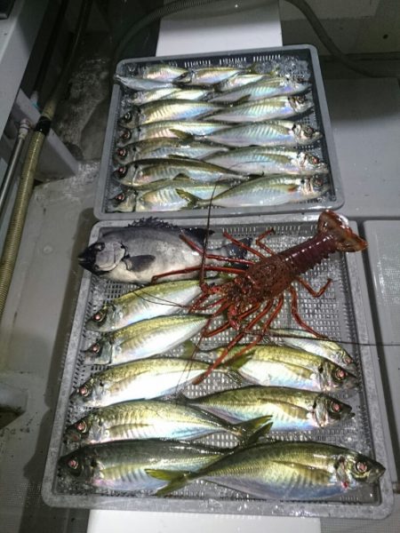 エンペラー 釣果