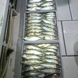 エンペラー 釣果