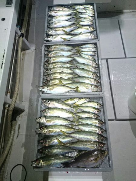 エンペラー 釣果