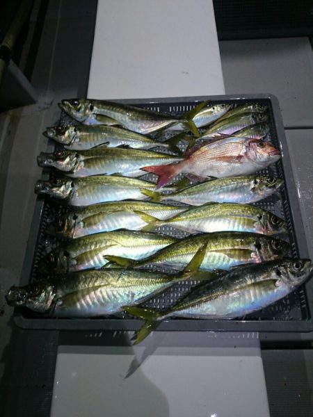 エンペラー 釣果