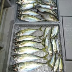 エンペラー 釣果