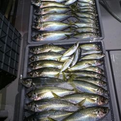 エンペラー 釣果