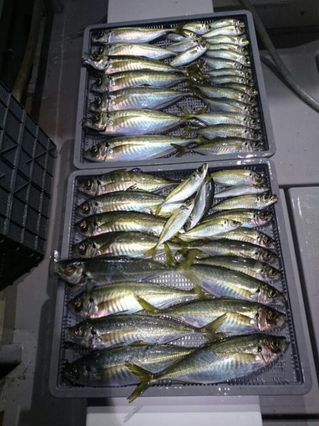 エンペラー 釣果