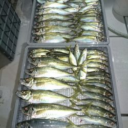 エンペラー 釣果