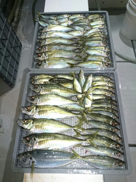 エンペラー 釣果