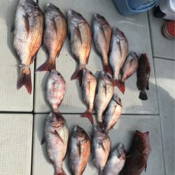 遊漁船メテオ 釣果