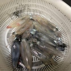 ＴＡＲＯＭＡＲＵ 釣果