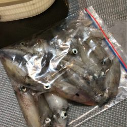 ＴＡＲＯＭＡＲＵ 釣果