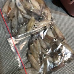 ＴＡＲＯＭＡＲＵ 釣果