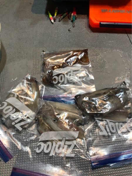 ＴＡＲＯＭＡＲＵ 釣果