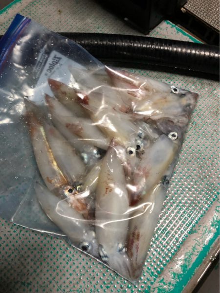 ＴＡＲＯＭＡＲＵ 釣果